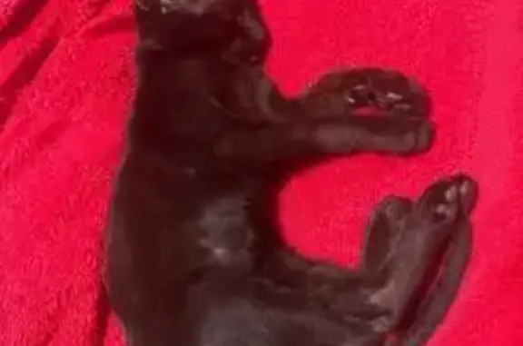 Пропала кошка, Урожайная 41А/2, Сириус - photo