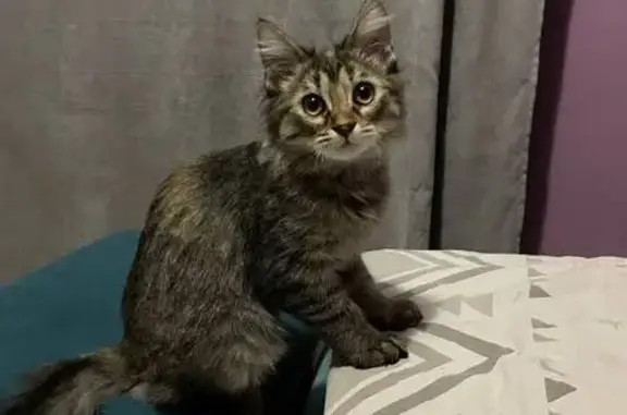 Пропала кошка, Михайловск, Ульяновский 26 - photo