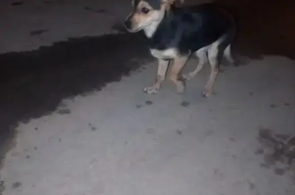 Найдена собака, Оренбург, фото: Собака найдена: ул. Терешковой, Оренбург