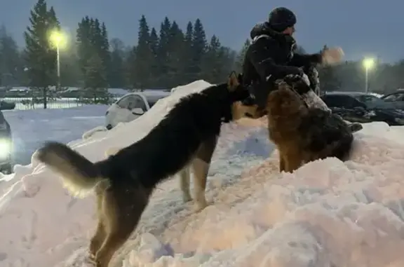 Найдена собака, Иглино, фото: Собака найдена на ул. Горького, Иглино