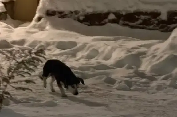 Найдена собака, Тамбов, фото: Собака найдена: ул. Куйбышева, 176, Тамбов