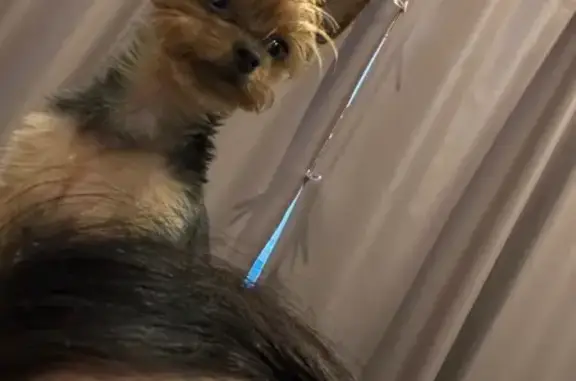 Пропала собака, ул. Гастелло, Михайловск - photo