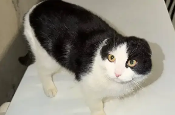 Объявления о пропавших и найденных животных, Ставрополь, фото: Кошка найдена: Индустриальная 6, Ставрополь