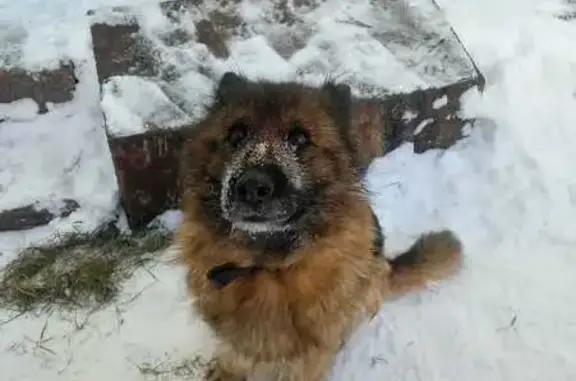 Собаки потеряшки, Азнакаево, фото: Потеряшка овчарка на ул. Гараева, 10, Азнакаево