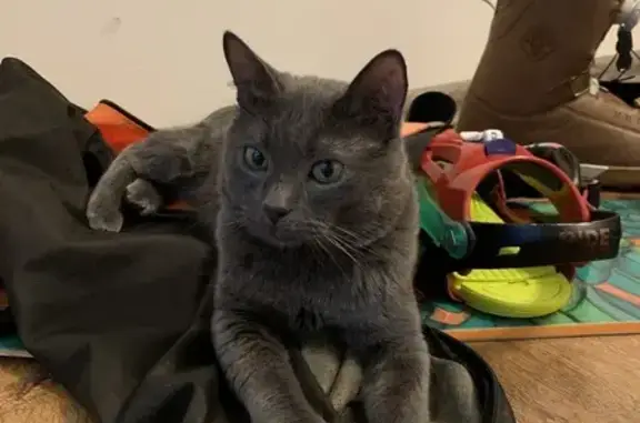 Пропала кошка на АЗС ЛУКОЙЛ, Чувашия - photo