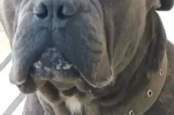 Собаки потеряшки, Анапская, фото: Потеряшка собака, Краснодарская ул. 85