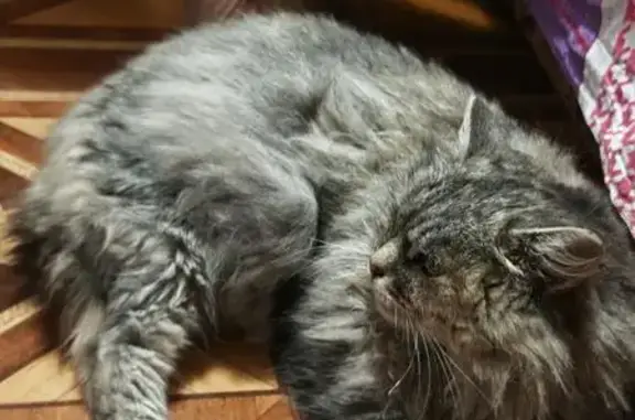 Пропала кошка, переулок Бабушкина, Воронеж - photo