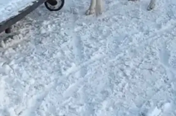 Найдена собака, Пенза, фото: Собака найдена на ул. Чапаева, Пенза