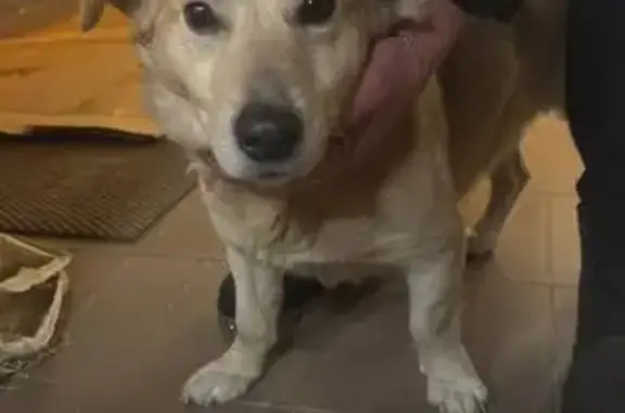 Найдена собака, Конаково, фото: Собака найдена в Шишкин Лаундж, Конаково