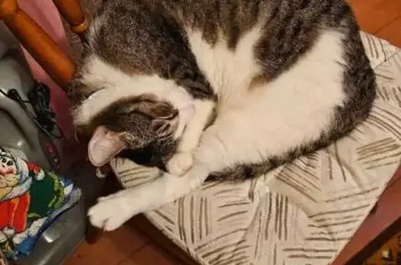 Кошки потеряшки, Новоглаголево, фото: Потеряшка кошка, Алмазная ул., Новоглаголево