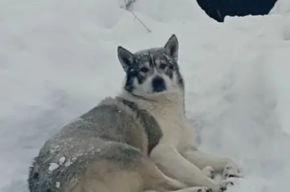 Объявления о пропавших и найденных животных, Нижневартовск, фото: Собака найдена в г.о. Нижневартовск