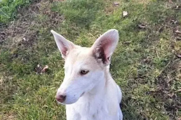 Пропала собака в Старчиках, Тамбовская область - photo