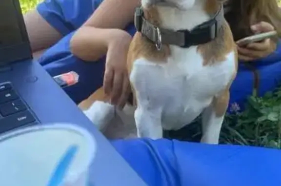 Пропал бигль, ул. Маршала Чуйкова, Казань - photo