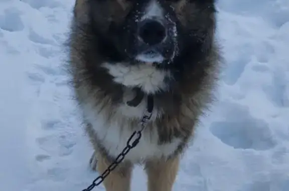 Пропал пес Чип, Томск, ул. Баратынского 15 - photo