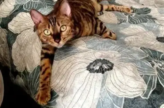 Пропала кошка, Сосенский, Калужская обл. - photo