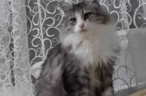 Пропала кошка, Черёмуховая 5, Вязники - photo