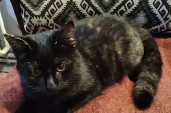 Найдена кошка, Сосенский, фото: Кошка найдена: пер. Шахтерский, Сосенский