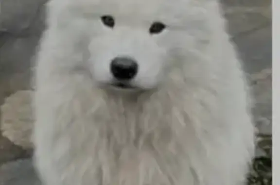 Пропала белая самоед на Луговой, 14 - photo