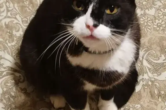 Кошки потеряшки, Кудрово, фото: Потеряшка кошка, Центральная ул. 52 к2