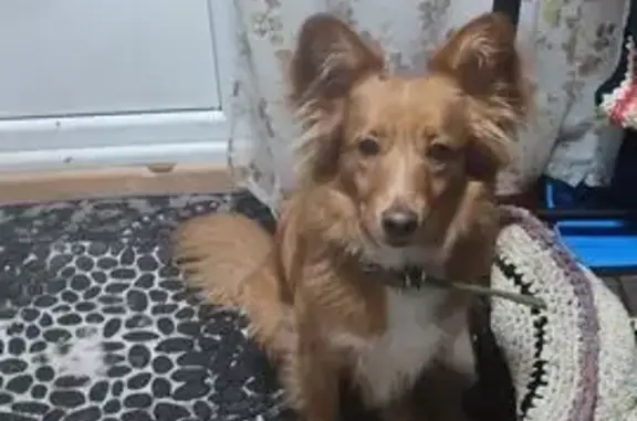 Найдена собака, Сухиничи, фото: Собака найдена у ТЦ Сухиничский, Ленина 106А