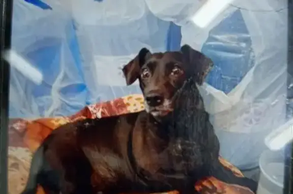 Найдена собака, Челябинск, фото: Найдена собака, Челябинск, Автодорожная 12А