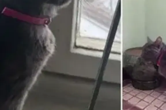 Найдена кошка, Москва, фото: Кошка найдена, ул. Металлургов, 14, Москва