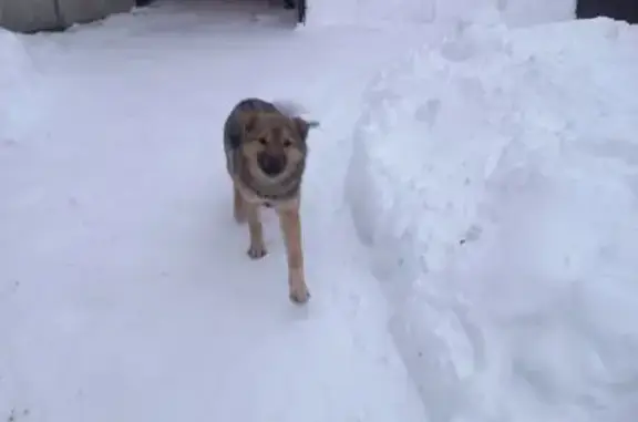 Пропала собака, Амурская 166, Тюмень - photo