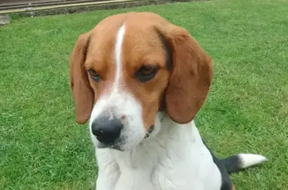 Пропала собака, Мостовая 140/2, Белореченск - photo