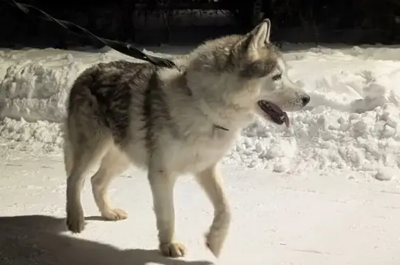 Найдена собака, Казань, фото: Хаски найдена: пр. Победы 130, Казань