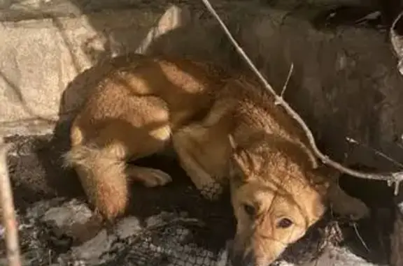 Найдена собака, Воронеж, фото: Собака найдена на Ленинградской, 122А