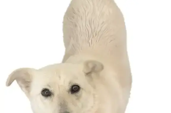 Пропала собака, Обогатительная 9, НСК - photo