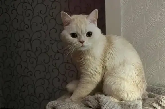 Пропала кошка, Молодёжный бул., 33, Тольятти - photo