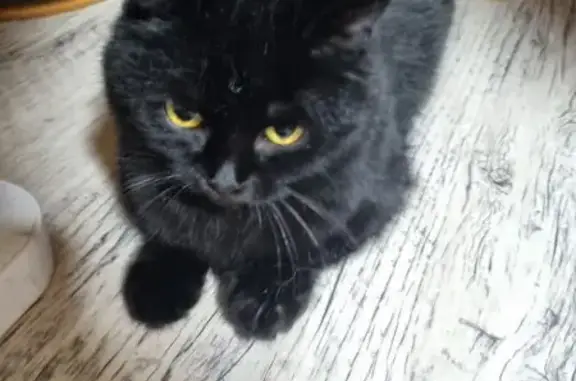 Найдена кошка, Пенза, фото: Кошка найдена у ТЦ, Окружная 27В