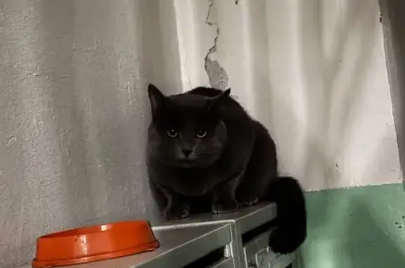 Найдена кошка, Ярославль, фото: Кошка найдена: ул. Свердлова, 43А, Ярославль