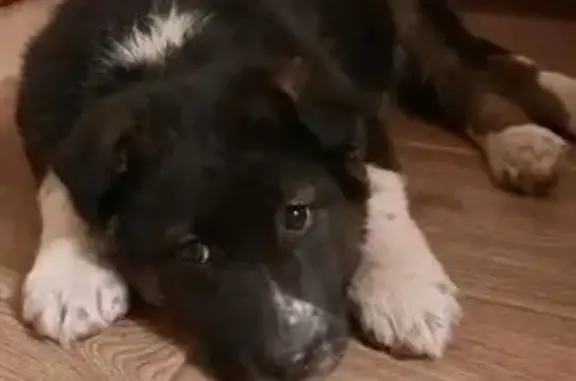 Найдена собака, Тула, фото: Найдена собака, пр. Ленина 147 к3, Тула