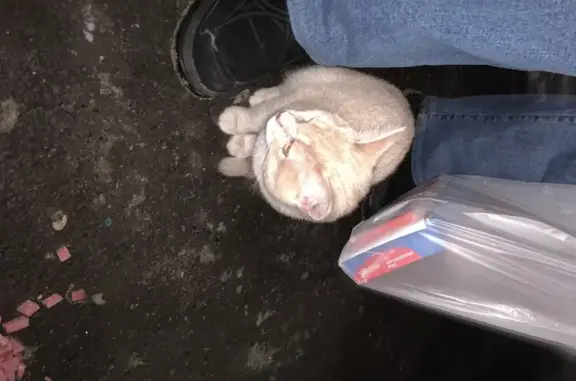 Найдена кошка, Электрогорск, фото: Котёнок найден: Советская ул., 7, Электрогорск