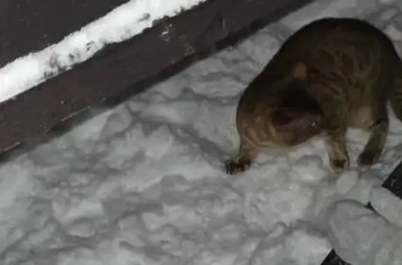 Найденные животные Чебоксары, фото: Кошка найдена в парке на ул. 500-летия Чебоксар