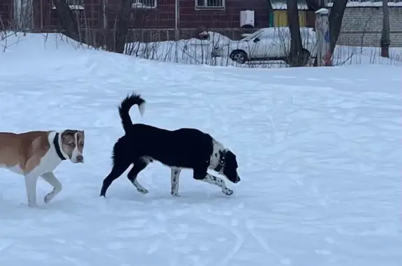 Найдена собака, Томск, фото: Найдена собака, ул. Кошурникова, Томск