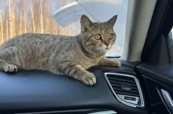 Объявления о пропавших и найденных животных, Помарское, фото: Кошка найдена на заправке в Помарах