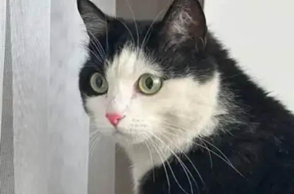 Объявления о пропавших и найденных животных, Абакан, фото: Кошка найдена: ул. Арбан, 8, Абакан