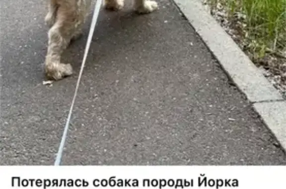 Пропала собака на ул. Гудованцева, Казань - photo