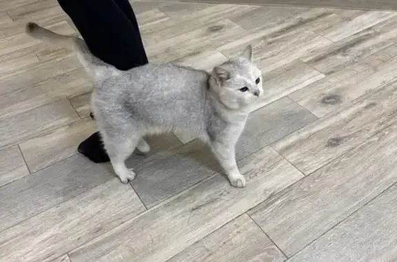 Найдена кошка, Печерск, фото: Кошка найдена: Зелёная ул., 5, Печерск