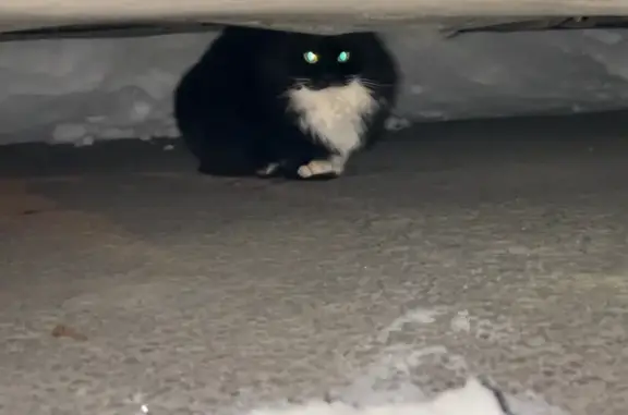 Найдена кошка, Санкт-Петербург, фото: Кошка найдена, Архивная ул., СПб