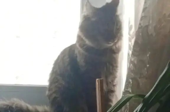 Пропала кошка, Экспериментальная 16, Пенза - photo