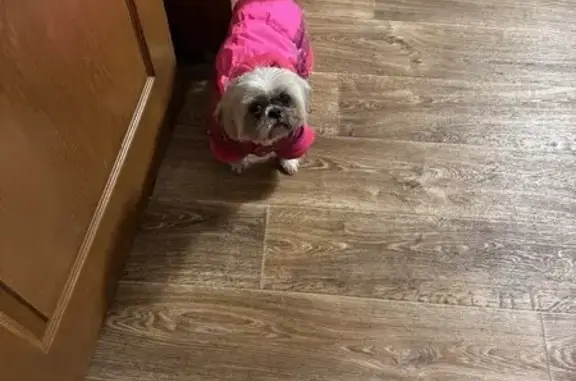 Пропала собака, ул. Белинского 5, Каменск - photo