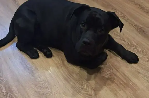 Найдена собака, Кашира, фото: Собака найдена: Кашира, Путейская ул.