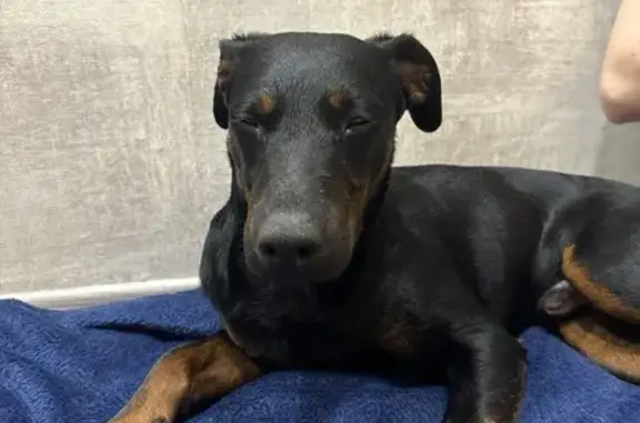 Найдена собака, Калининград, фото: Собака найдена на Муромской улице