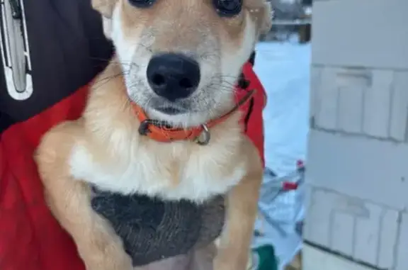 Найдена собака, Шиши, фото: Щенок с ошейником найден на Майской, Шиши