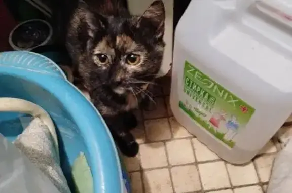 Найдена кошка, Орёл, фото: Кошка найдена: Матвеева, 9, Орёл