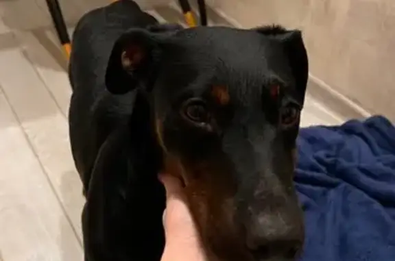 Найдена собака, Калининград, фото: Собака найдена, Муромская ул., Калининград